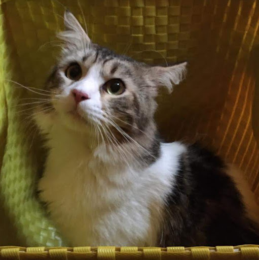 Nicholas Smith's avatar