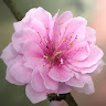 jasmine