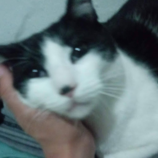 Gabriel Vitor's avatar