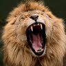test-img