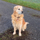 Gebruiker: Helmut Th.