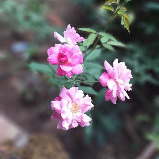 Iis Hanifah profile icon