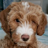 Writer: Kathy & Scott Journeys End Goldendoodle Puppies