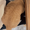 黃乙琇