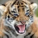 test-img