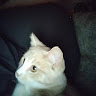 meow meow