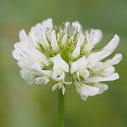 White Clover Avatar