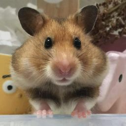 李蹦梨