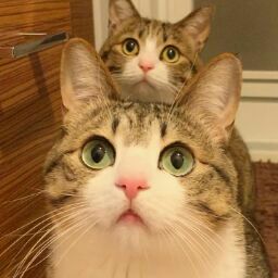 Nazzala Izzata's avatar