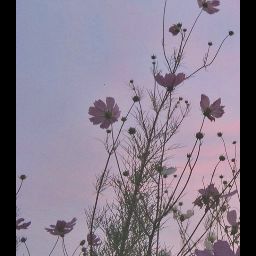 Peaches and Creams