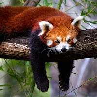 A red panda :>