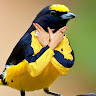 Author avatar