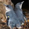 SilverRaven