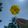 Dedik Putra