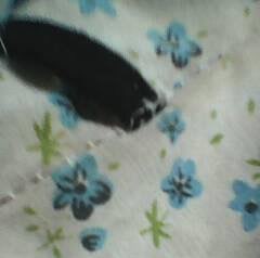 Quang Trường Phùng