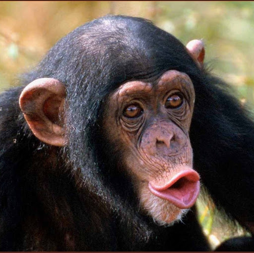 Image pertaining to MYSTIC MONKEY