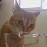 이사랑 고양이 cat