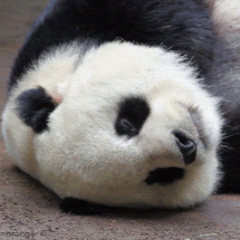Knighted Panda
