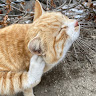 고양이 좋아하는 사람