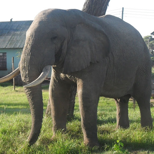 Plaston Mvula