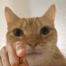 伊萊