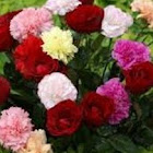 Utilizator: hasan shaiekh