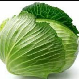高麗菜 文勝