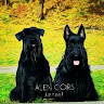 Фото автора: Питомник  kennel Alen Cors