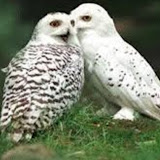 Csilla Petre Madarász