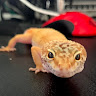 Geckoちゃん