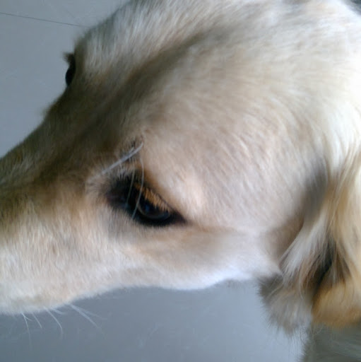 bibo bobi