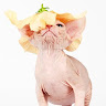 Sphynx Kittens C.'s profile image