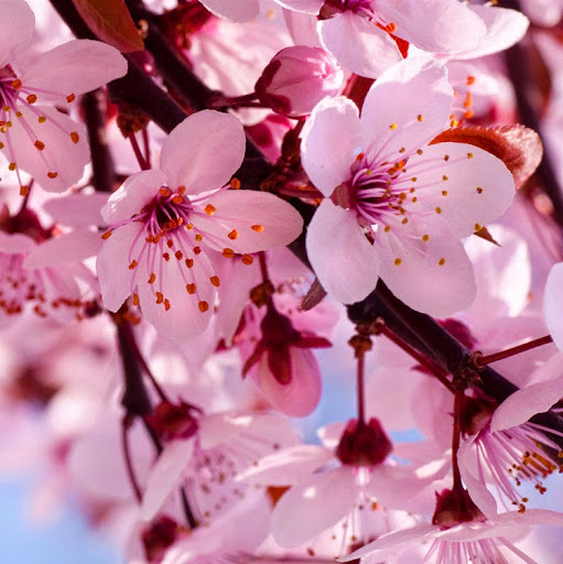 Siti Khadijah Binti Dolah profile icon