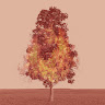 Magnolia Blaze