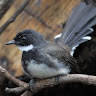 Pied Fantail