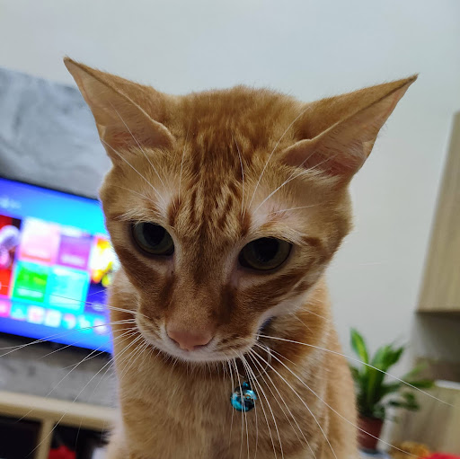 王貴森