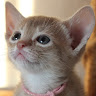 執筆者の写真: MIRAKURU CATS