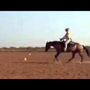 reiner281