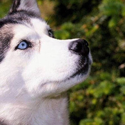 Avatar de Jose Henrique Souza