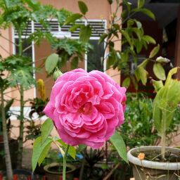 Zusty Nopsa profile icon