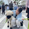 樺