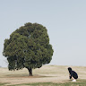 Amber Liao