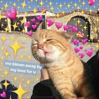 kitty คือแมว