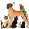 Illustration du profil de funny pets and animals