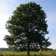 Image pertaining to EINAR ENGVOLL