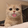 Cheng g