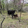 Wofford Farmstead