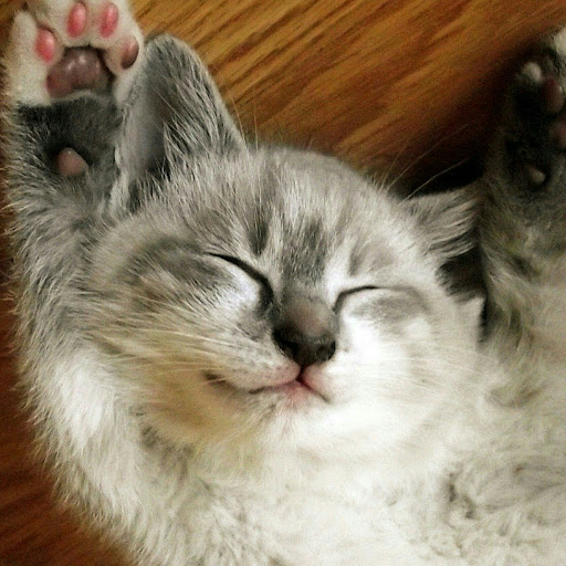 Trapped Cat