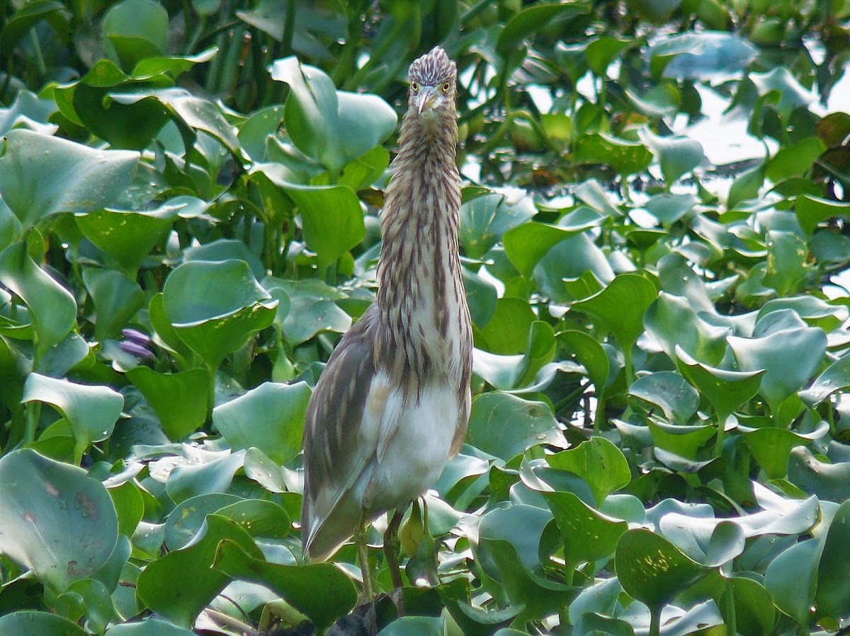 Indian Pond Heron