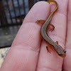 Northern Two Lined Salamander